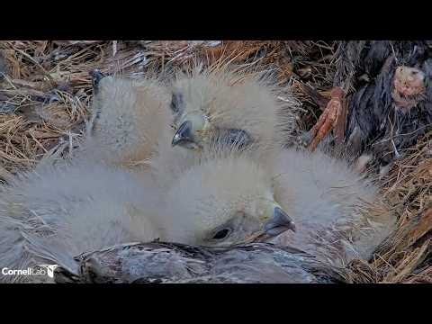 Three Red-tailed Hawk Hatchlings Create A Fluff Pile At Cornell Hawks Nest | May 9, 2026