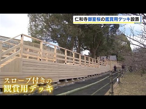 世界遺産・仁和寺に「御室桜」の観賞用デッキ設置 樹齢360年…枯死危惧されるも組織培養した苗木が花を咲かせ続ける 27日から御室花まつり