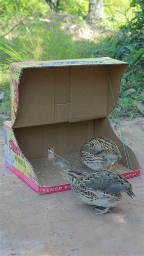 Amazing DIY Quail Trapping Using Cardboard Box #youtubeshorts