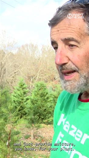 As the Christmas season wraps up, a Jackson tree farmer suggests that your Christmas tree can have a life beyond the holidays. https://www.wapt.com/article/jackson-tree-farmer-offers-tips-to-repurpose-christmas-trees/69883015 | 16 WAPT News