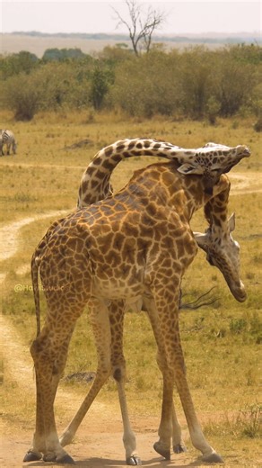 Giraffes Fighting Wincent xOGq6 #nature #wildlife #giraffe | HAWI Studios