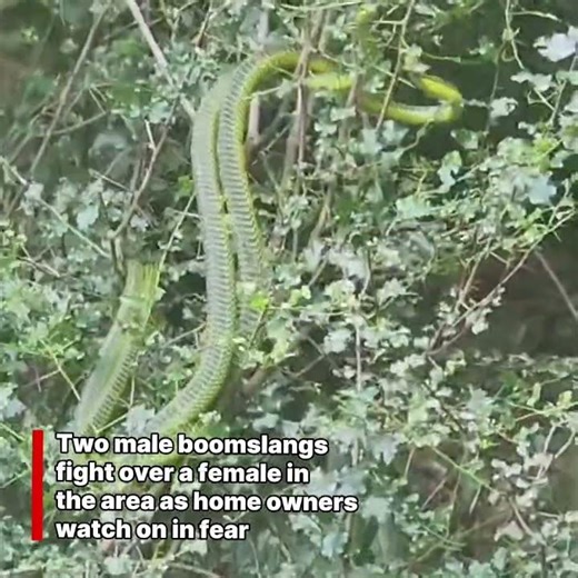 Boomslang males fight over female in Oak Park, PMB