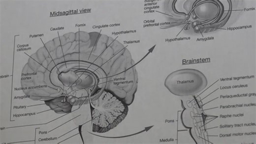 Living and researching multiple sclerosis | Health Smart