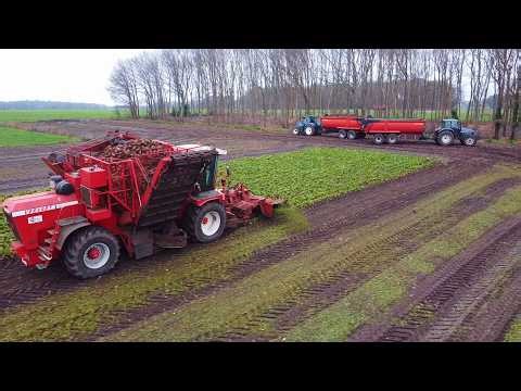 2025 Vossebelt fodder beet harvest
