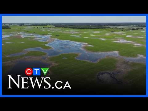 Flooded fields and soggy crops after heavy rainfall
