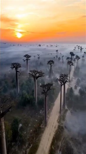 cango Jungle ka rehasaya 🤯😱#sciencefacts #facts #shorts