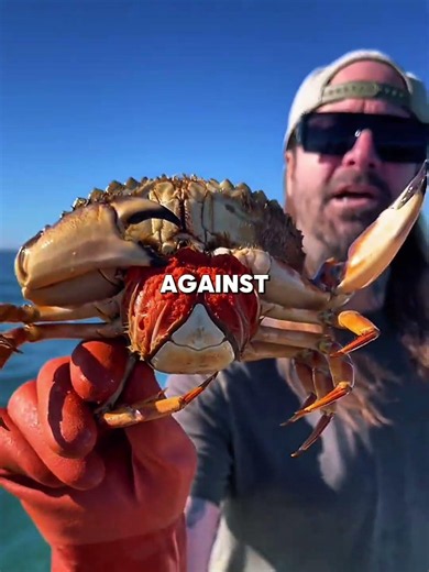 The Octopus He Saved Came Back to Save Him! #animals #usa