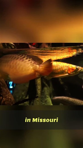 Giant Arowana: Mesmerizing Aquarium Fish That Needs A HUGE Tank!