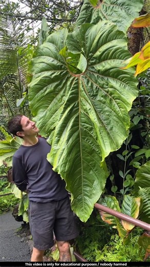 The leaves of this plant can grow as large as a human 😲l #leaves