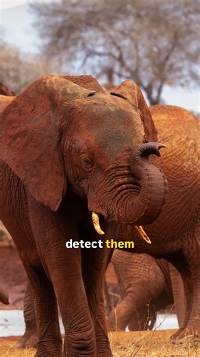 This Animal Talks Through the Ground 😳🐘 | The African Elephant