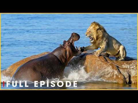 HIPPO STRUGGLE ZONE - Brutal Battles in the River (Full Episode) | Nature Animal Documentary
