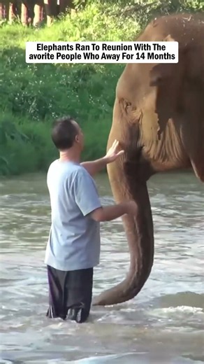 The Genuine Love Between Animals and Humans Is Truly Beautiful...