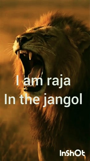 Male lion fights. raja in the lion family #shortvideo #viral #ytshorts