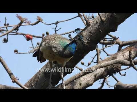 Peafowl glowing in early morning light on bare tree