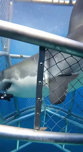 Great White Shark Attacks Dive Cage 😱🦈 | Raw Footage