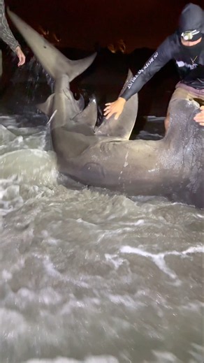 Giant Hammerhead Shark Caught Off The BEACH ⁉️ #fishing #shark #sandtigershark #bestshark