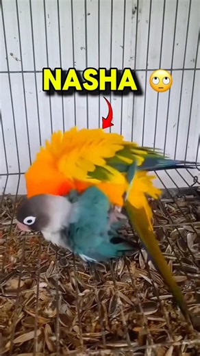 Mini vlogs With Birds #shortsfeed #pets #birds