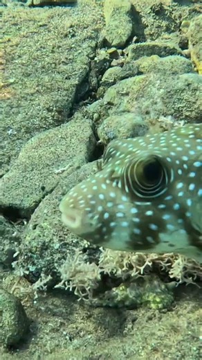 What’s That Bulge? Spotted Pufferfish Close-Up 🐡🔍✨