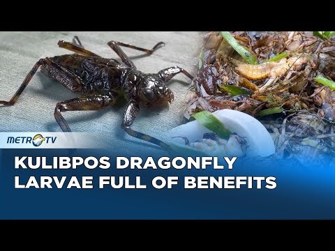 Manobo Tribe's Ancient Tradition of Harvesting Dragonfly Larvae