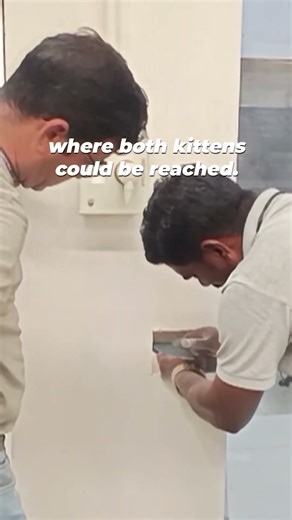 Desperate meows echoed from inside a mall… what happened next changed everything 🐈‍⬛💕