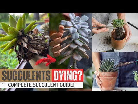 The Surprising Truth About Succulent Care Nobody Tells You || Complete Succulent Guide