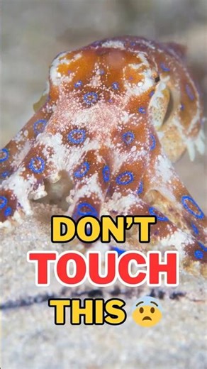 This Tiny Animal Can Kill You Even After Death 😱 | Blue-Ringed Octopus