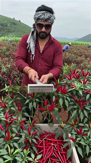 Harvesting Red Peppers Fast Using Smart Rake Tool! 🌶️🚜 #farming #shorts