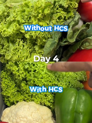 HCF Storage Miracle: Fresh Veggies for 13 Days