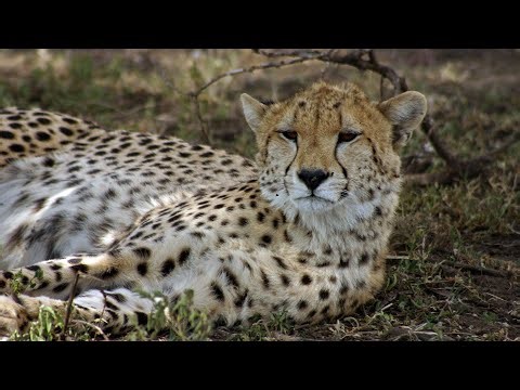 Finding the Ghost: A Rare Close Encounter with a Leopard | Earth Week | Episode 19
