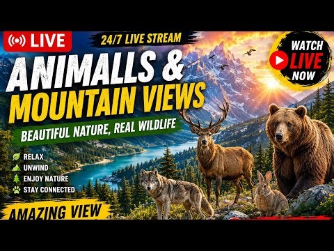 LIVE 🌄 Wild Animals & Mountain Views | Relaxing Nature Stream 24/7 | LIVE Wildlife Youtube