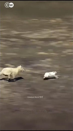 The Truth About Lone Wolf 🐺