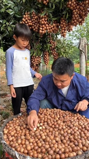 Look how many macadamia nuts we picked | Amazing Fresh Fruits Harvest #shorts #harvest
