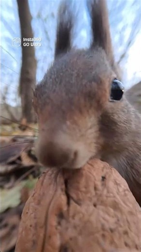 POV: You're a squirrel getting lunch 🐿️ | Insta360 GO Ultra #shorts #animals #cute
