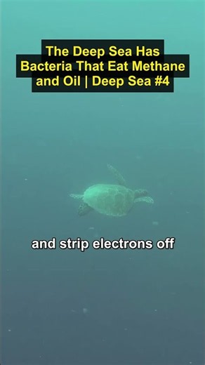 The Deep Sea Has Bacteria That Eat Methane and Oil | Deep Sea #4