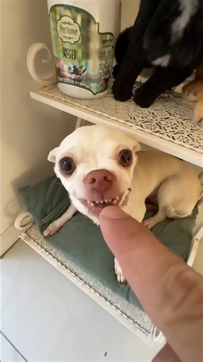 Niki is the most celebrity chihuahua in the world🤣😛 #dog