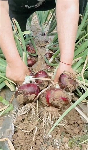 How do you like these onions pulled from the farm? #shorts #youtubeshorts #vegetables #onion #far...