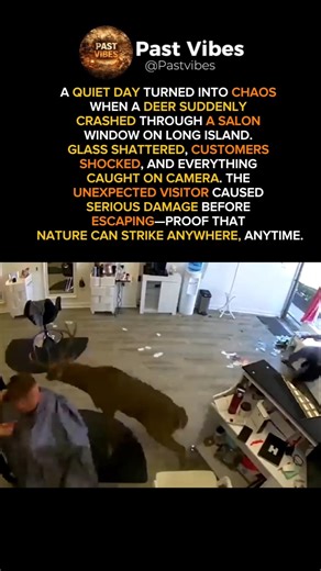 Deer crashes into salon! 😱 Unexpected chaos caught on camera. Watch till the end! #shorts