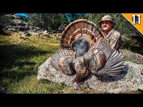 Calling Turkeys Over a Rock Wall! (Two Gobblers Down!)