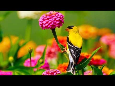 Just a Closer Walk With Thee (Instrumental) - Traditional Beautiful Hymn - Arranged by Tim Janis