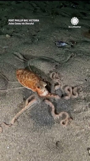Rare Octopus Disappears Into The Sand