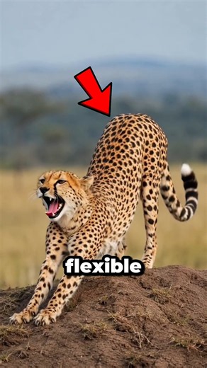 Things Your Cheetah Would NEVER Tell You