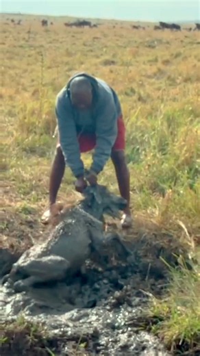 What they did to save this stuck wildebeest calf is amazing ❤️ #heartwarming #animals #wildlife