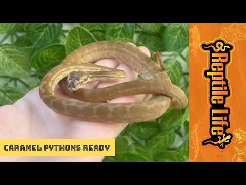Nice Caramel Coastal Carpet Pythons | Reptile Life Hoppers Crossing