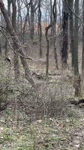 Timber!! Falling Tree While Shed Hunting