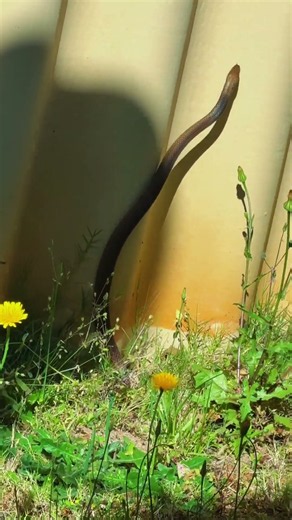 As the warmer days approach, snakes across Australia become more active. Stay alert and stay safe