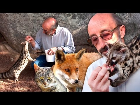 Small carnivores facing extinction. The life of a naturalist protecting foxes and other animals