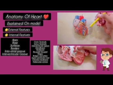 Anatomy Of Heart ❤️ | on model all external & internal features| #cvs #anatomy #heartanatomy