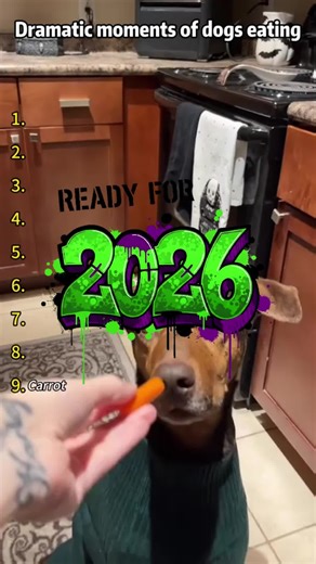 Cute and Funny Dogs Compilation You Can't Miss!