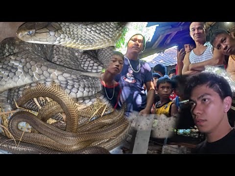 KING COBRA AT MGA COBRA NAGPASUKAN NA SA TAHANAN 😭