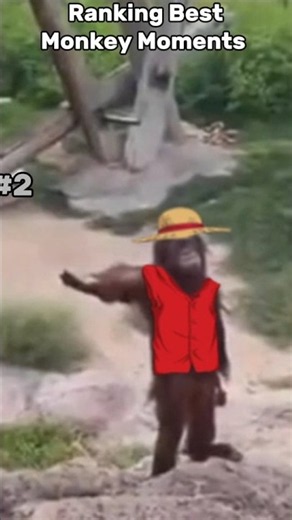 You Won't Believe What These Monkeys Did 🙉💥 #shorts #amazing